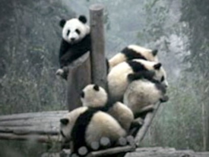 VIDEO: David Muir visits six panda cubs who survived a massive earthquake.