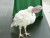 VIDEO: President Obama pardons a turkey