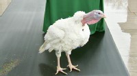VIDEO: President Obama pardons a turkey