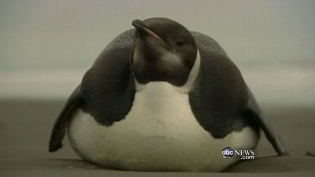 VIDEO: The Antarctic bird washed up on shore thousands of miles from home.