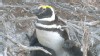 VIDEO: Penguins of Punta Tombo: Charming but in Trouble 