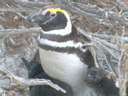 What Can Penguins Teach Us About Earth?