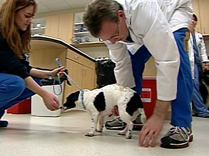 VIDEO: less Pets Pricey Health Care