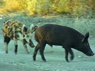 pigs