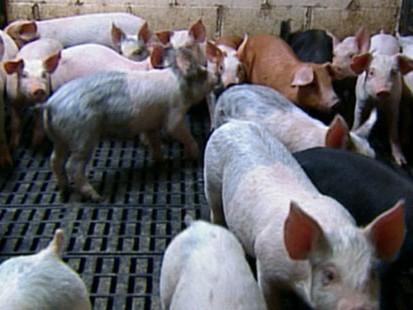 VIDEO: China Bans Pork Products