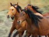 horses