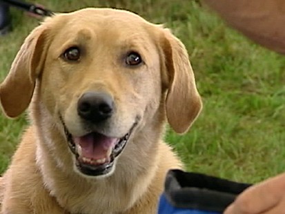 VIDEO: 80 Years With Mans Best Friend