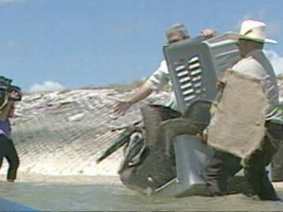 VIDEO: 38 pelicans rescued from the oil have been released, but the battle continues.