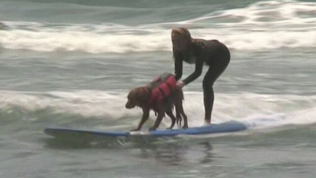 VIDEO: Ricochet the golden retriever is a canine copilot for handicapped surfers.