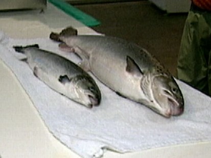 VIDEO: Genetically Engineered Salmon