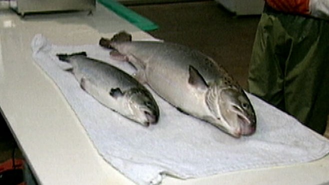 VIDEO: Genetically Engineered Salmon