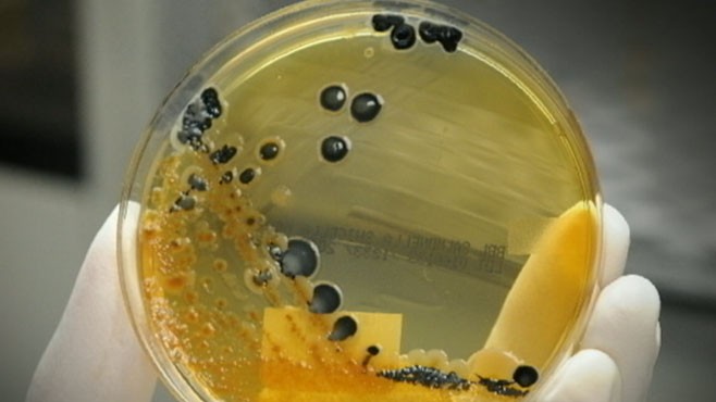 VIDEO: The Dangers of Salmonella