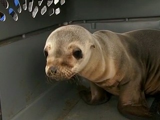 Watch: Saving the Sea Lion Pups