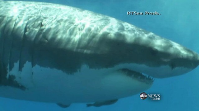 VIDEO: Experts observe sharks hunting closer to shore, and to beachgoers.