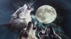 VIDEO: Websumers Wolf Up Wolf T-Shirts