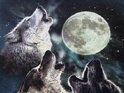 Websumers Wolf Up Wolf T-Shirts