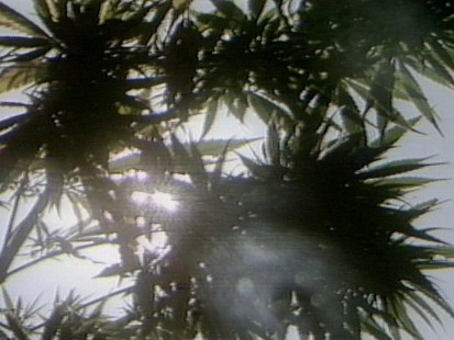 VIDEO:Californians Wrestle With Legalizing Marijuana