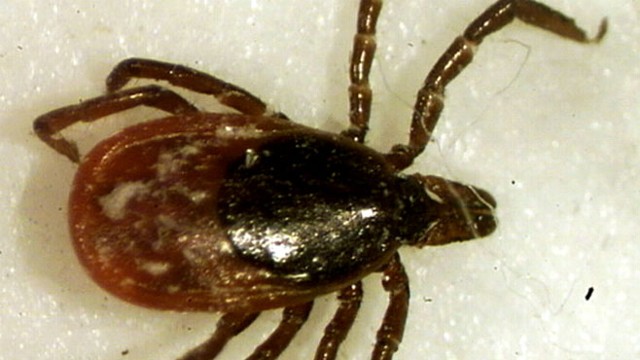 VIDEO: Health experts trace dangerous infection called babesiosis back to tick bites.