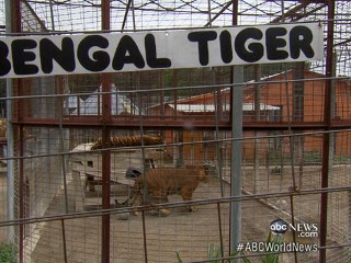 Watch: Reporter With Hidden Camera Offered Free Tiger