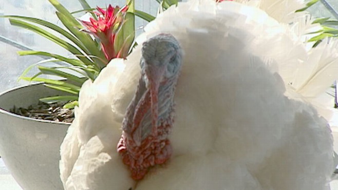VIDEO: A lucky turkey is the latest be spared as part of the presidential tradition.