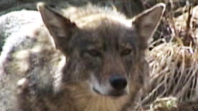VIDEO: Run-ins with coyotes and other animals are putting humans at risk.