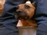 Vick’s Beasts Fight For a Better Life