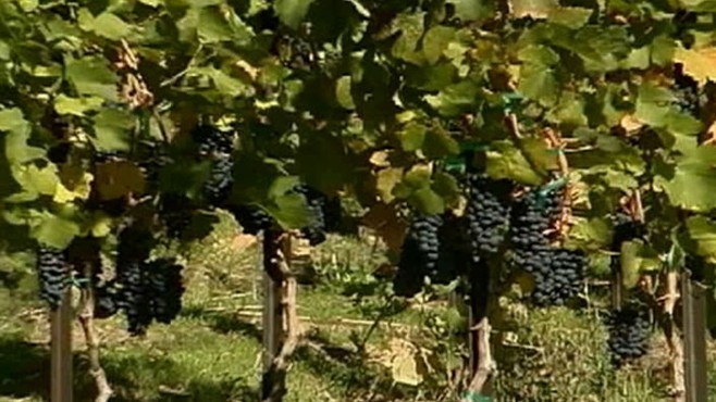VIDEO: China Loves Washington State