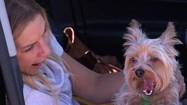 VIDEO: Swedish scientists show that dogs empathize with humans.