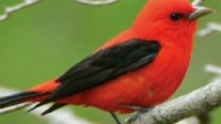 VIDEOS: Birds in Central Park