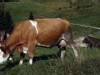 VIDEO: Rent-A-Cow