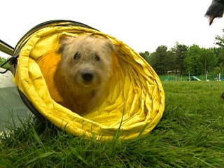 Doggie Camp