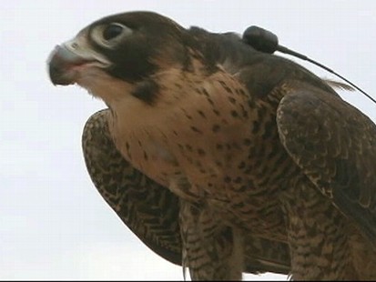 VIDEO: With 4,000-year history, sport of falconry lives on in Arabian culture.