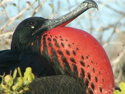 Galapagos Islands