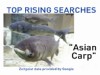 VIDEO: Asian Carp