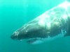VIDEO: The feared great whites swim much closer to the coast than previously believed.