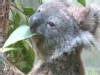 VIDEO: Disappearing Koalas