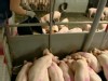 VIDEO: Farmers feed pigs with Green food