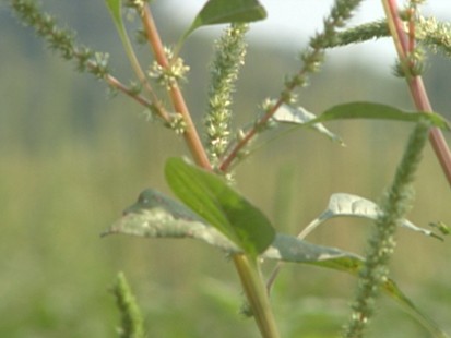 VIDEO: The once controllable pig weed is destroying many cotton and soy harvests.