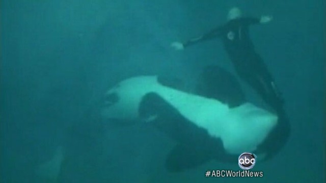 VIDEO: Tape shows Sea World killer whale dragging long-time trainer underwater.