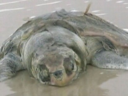 VIDEO: Jeffrey Koffman takes a look at animal habitats vulnerable to the oil slick.