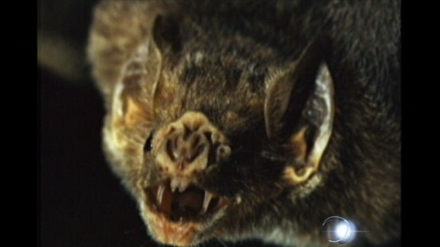 VIDEO: Farm hand, 19, dies from rabies after being bitten by a vampire bat.