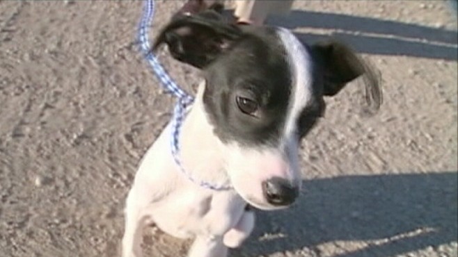 VIDEO: A dog lives to bark another day after being euthanized and declared dead.