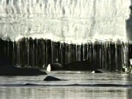 melting glacier