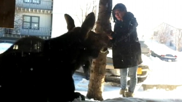 VIDEO: Chantelle Hernandezs simple stroke of a moose in Alaska has gone viral.