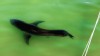 VIDEO: Shark Hunt