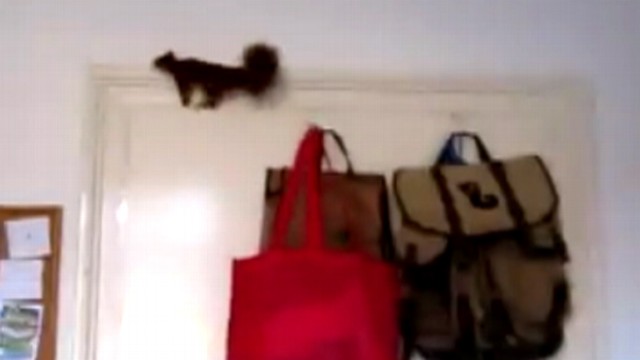 VIDEO: A squirrel in Germany runs around a man?s apartment before surviving a four-story fall.