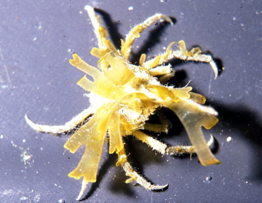 Crabs
