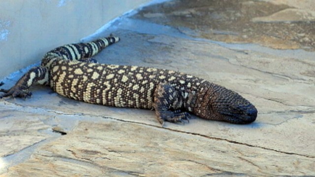 VIDEO: The two-foot long reptile is believed to be a Gila monster.