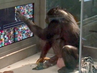 berman ape