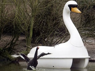 swan boat